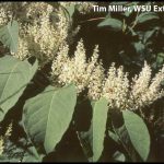 Bohemian-knotweed.jpg