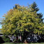 Gleditsiatriacanthos