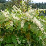 Japanese-knotweed.jpg