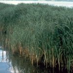 Smooth Cordgrass (Spartina alterniflora)