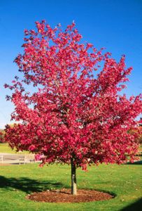 acerrubrum tree pic