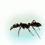 ant pic