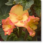 begonia pic