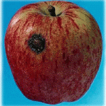 black spot on apple pic