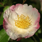 sasanqua camellia pic