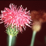 Canadian thistle pic