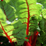 chard pic