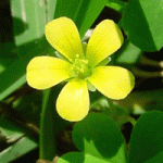 creeping oxalis pic
