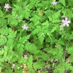 herb_robert.jpg