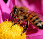 honey bee pic