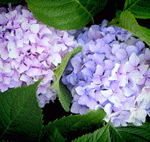hydrangea pic