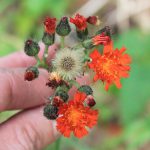orange-hawkweed.jpg