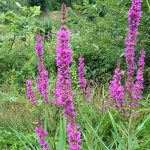 purple-loosestrife.jpg