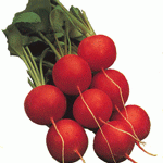radish pic