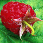 raspberry pic