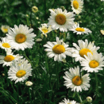 shasta daisy pic 