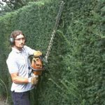 trimming conifer hedge pic