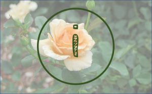 garden info logo pic