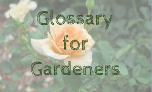 glossary for gardeners title image over yellow rose
