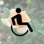 handicap symbol over muted yellow rose
