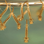 mosquito larvae at the surface of water