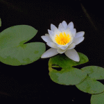 Water Lily