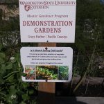 Ocean Shores Seed Saving Experiment