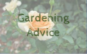 Gardening Advice Pic