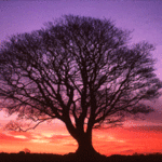 Image of a tree in the sunset