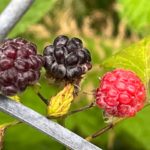 Native wild blackberries or "blackcaps"